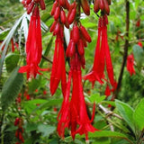 3 Red Fuchsia Plants Live, Fuchsia Plants Live, Live Fuchsia Plants, 5 to 7 Inc in Height, Fuchsia Flower Plants for Growing, Fuchsia Plant Pot