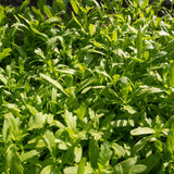 2000 Chrysanthemum Seeds, Tan O Seeds, Annual Vegetable Seed for Planting