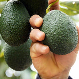 16-20" Cold Hardy HASS Avocado Tree Live Plant in Half Gallon, 1 Year Old Avocados Seedling for Planting, No CA