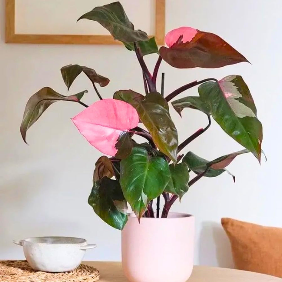 Red Variegated Philodendron Plant in 4'' Pot, Rare Philodendron Tropical Houseplant, Easy Care Indoor Plant