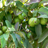 02 Sweet Pink Guava Trees Plants Live, Pink Guava Seedlings Tree Fruit Plant, 4 to 9 Inc Tall