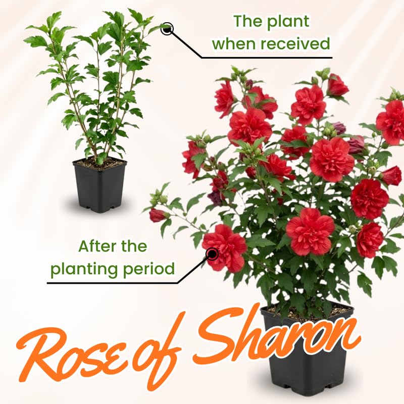 Red Rose of Sharon Plant in Quart Pot, Hardy Hibiscus Flowering Shrub, Vibrant Outdoor Althea Plants, Fast-Growing Perennial
