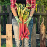 (Large Size) 5 Rhubarb Crowns for Planting, High Yield Rhubarb Plants Live Roots, Cold Hardy, Zones 2-8, Cold Hardy