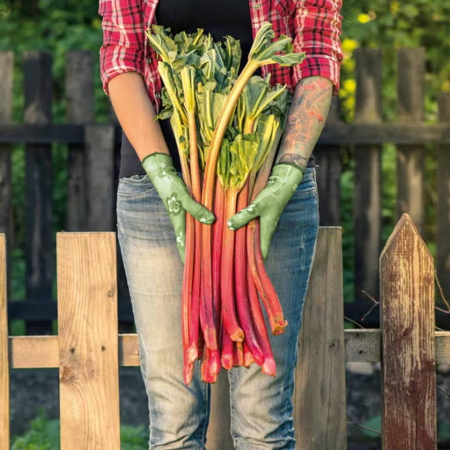 (Large Size) 5 Rhubarb Crowns for Planting, High Yield Rhubarb Plants Live Roots, Cold Hardy, Zones 2-8, Cold Hardy