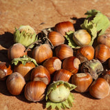 Live Hazelnut Shrub Live Plant 6-10" Tall, in Quart Pot, Hazelnut Plant for Landscaping and Garden, Dormant in Wintert, Well Rooted in Winter