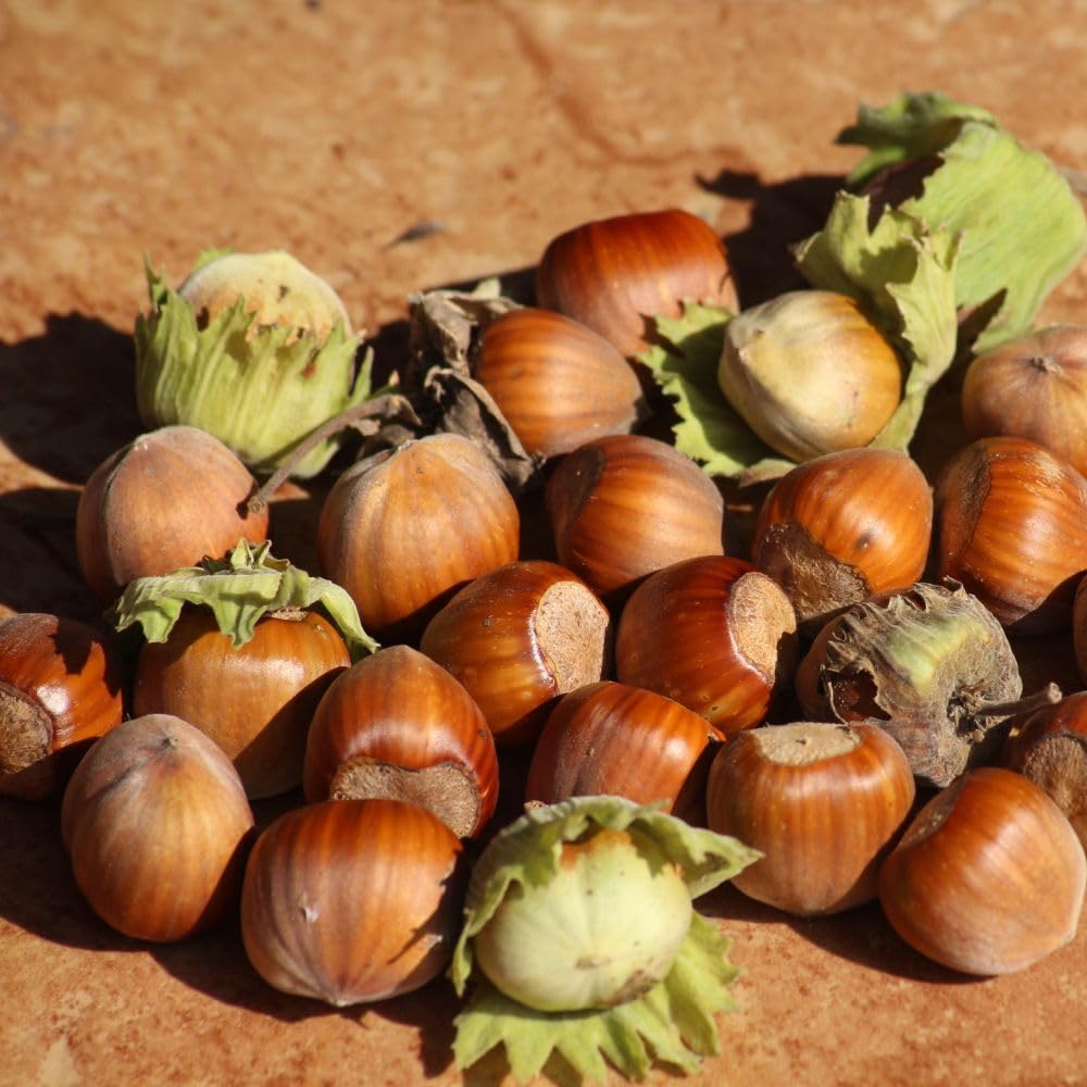 Live Hazelnut Shrub Live Plant 6-10" Tall, in Quart Pot, Hazelnut Plant for Landscaping and Garden, Dormant in Wintert, Well Rooted in Winter