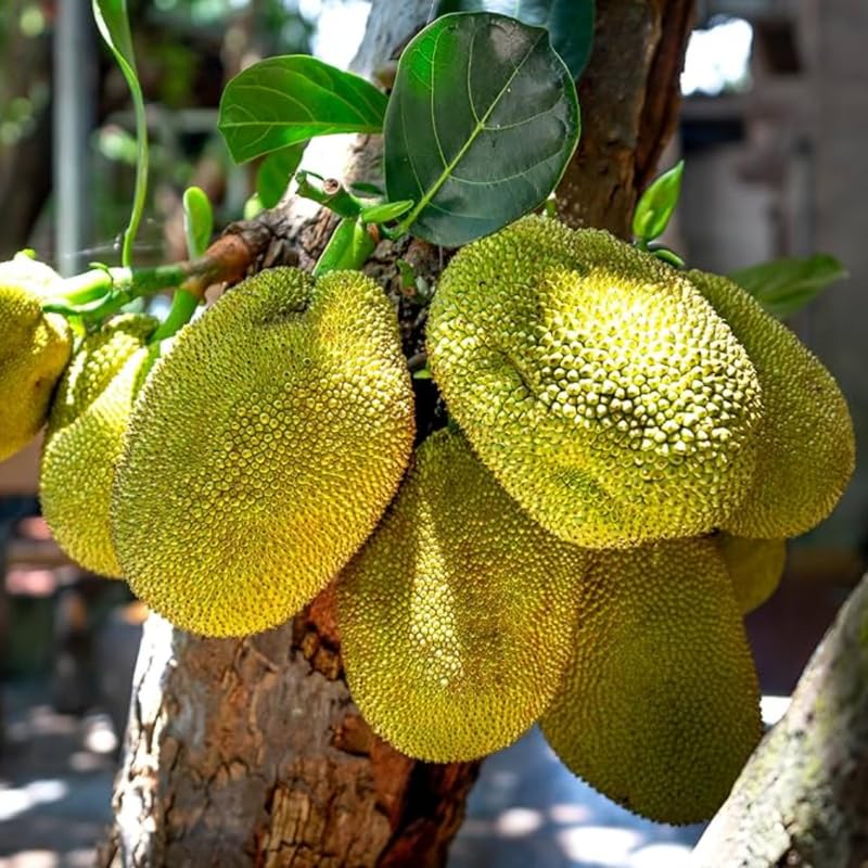 Jackfruit Tree in 4 Inch Pot, 6-8” Tall Tropical Fruit Plant for Garden, Well-Rooted Seedling