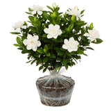 Cape Jasmine Plant Live, Frostproof Jasmine Live Plants, Gardenia Plant Live Climbing Vine No Pot Indoor Outdoor Fragrant Flower Garden Planting