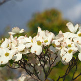 Dogwood Tree Live Plant, White Dogwood Trees Seedling from 8 to 10 Inches Height, White Ornamental and Cold Hardy, Quart Pot