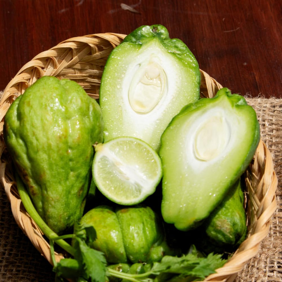 Chayote Squash Plant Live, Vegetable Plant Live, 8 to 10 Inc Tall