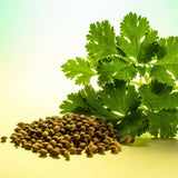 500 Cilantro Seeds for Planting, Cilantro Herb Seed, Fragrant and Green Herbs Shrub, Easy Care for Indoor Outdoor Gardening