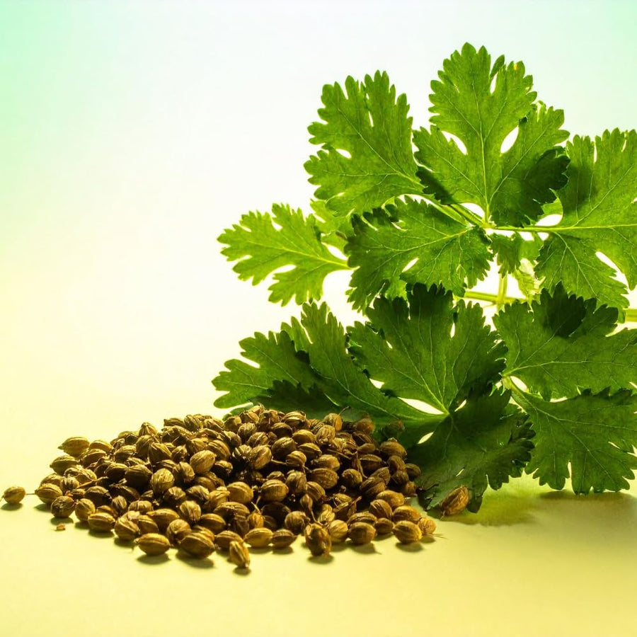 500 Cilantro Seeds for Planting, Cilantro Herb Seed, Fragrant and Green Herbs Shrub, Easy Care for Indoor Outdoor Gardening