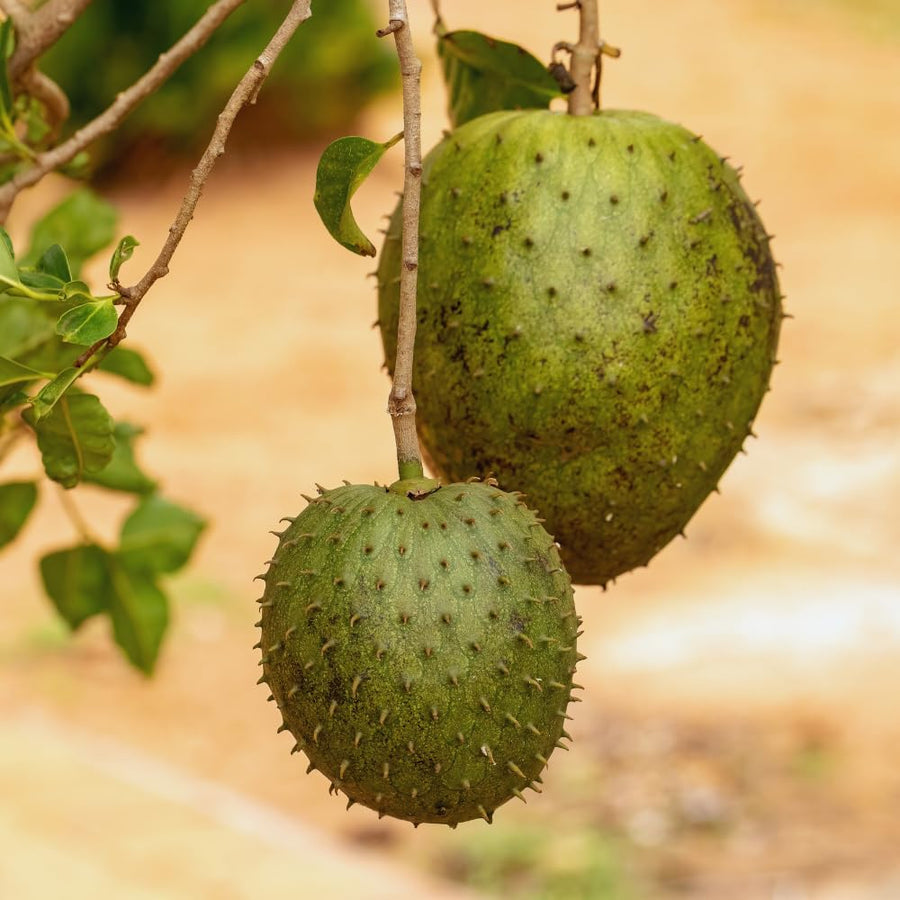 Annona Muricata Guanabana Soursop Tree Live Plant, 4 to 6 Inc Tall