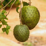 Soursop Tree Live Plant, Annona Muricata Sweet Plant, Soursop Guanabana Plant 4 Inc Pot Home Orchard