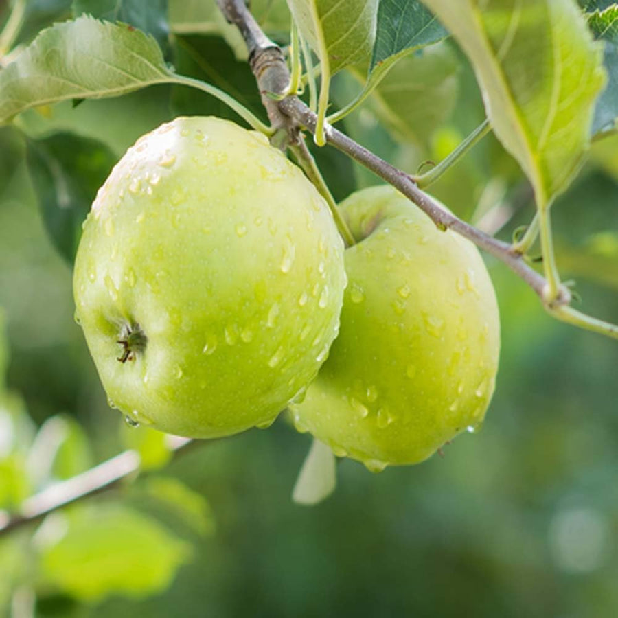 Green Apple Tree Live Plant, Sweet Apple Plant Live for Planting 2-3 Feet Tall, Gallon Pot, Live Apple Tree Plant, Apple Fruit Tree