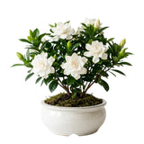 Live White Gardenia Plant, Fragrant Jasmine Gardenia Flower Plant, 5-7 Inches Tall in 3.5 Inch Pot, Well-Rooted, Ready to Grow Indoors or Outdoors