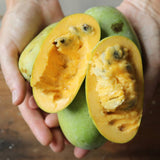Sets 2 Pawpaw Trees Live Plants 1 Year Old, 7 to 12" Tall Established Roots, Paw Paw Banana Tree Plant Live, Pawpaws Plant for Growing Outdoor