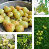 Sweet Gooseberry Live Plant 3 Feet Tree, Gooseberry Tropical Fruit Tree for Planting, Ready to Grow