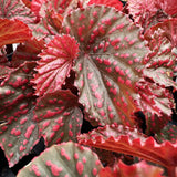 Combo 4 Begonias Houseplant Live Indoor, Mix Begonia Maculata Live Plant, Random Begonias Live Plants Outdoor, 4 to 8 Inc Tall