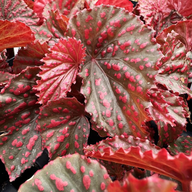Combo 4 Begonias Houseplant Live Indoor, Mix Begonia Maculata Live Plant, Random Begonias Live Plants Outdoor, 4 to 8 Inc Tall