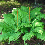 5 Cinamon Fern Rhizomes Live Plants for Planting, Ferns Live Plants Outdoors Indoors Full Shade, Bare Roots, Fast-Growing