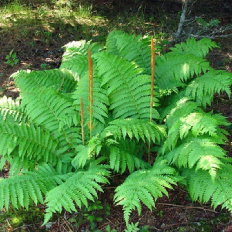 5 Cinamon Fern Rhizomes Live Plants for Planting, Ferns Live Plants Outdoors Indoors Full Shade, Bare Roots, Fast-Growing