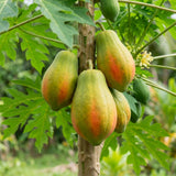Dwarf Red Papaya Tree Live Plant 8-12 Inches, Sweet Papaya Plant Starter in Half Gal Pot, Ready to Grow, Outdoor Garden Planting