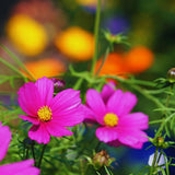 1000 Mix Cosmos Flower Seeds, Cosmos Seeds for Planting Outdoor Indoor