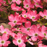Pink Dogwood Tree Live Plant for Planting, 8-14 Inch Height, Quart Pot Size, Dogwood Live Plant Dogwood Bush Shrub, Dogwood Plant Live, Dogwood Flowers