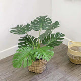 2 Monstera Plants Live, Swiss Cheese Philodendron Plant, Ornamental Tropical Well-Rooted, 4 to 5 Leaves for Indoor Houseplant (Monstera Swiss Cheese Round Leaf)