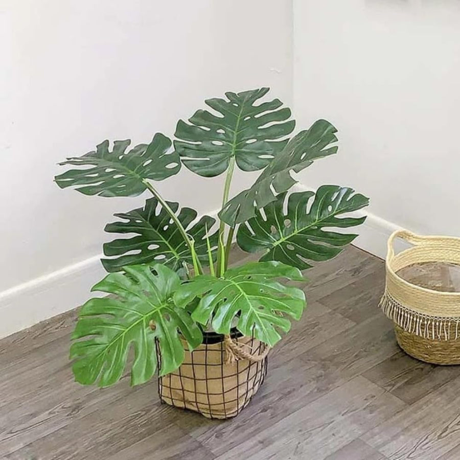2 Monstera Plants Live, Swiss Cheese Philodendron Plant, Ornamental Tropical Well-Rooted, 4 to 5 Leaves for Indoor Houseplant (Monstera Swiss Cheese Round Leaf)