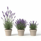 Lavender Plant Live in 3'' Pot, Fragrant Lavender Flowering Herb for Indoor Outdoor Planting, Ready to Grow (Purple Lavender)