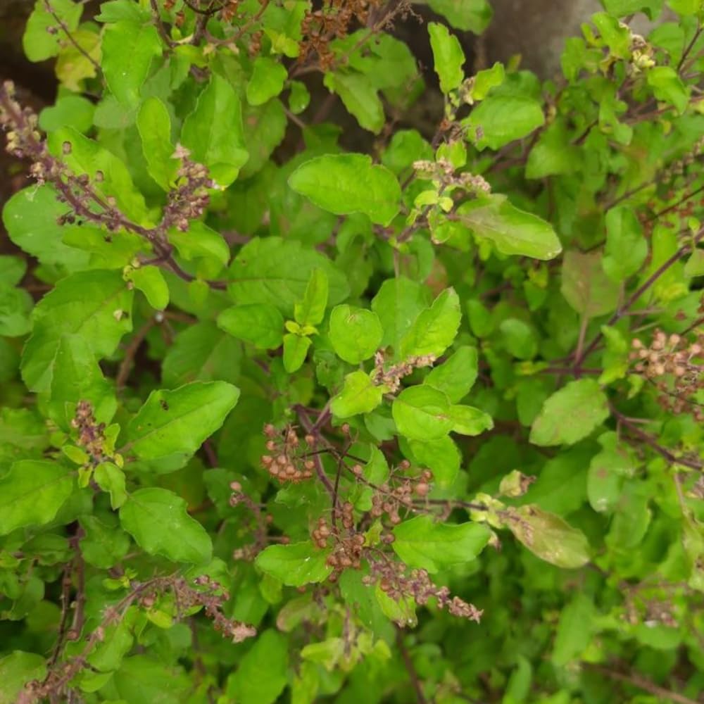 Pack 3 Holy Basil Plants, Live Basil Plant, 3-5 Inch Tall Live Herb Plant for Indoors Outdoors, Perennial, Fragrant
