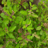 Pack 3 Holy Basil Plants, Live Basil Plant, 3-5 Inch Tall Live Herb Plant for Indoors Outdoors, Perennial, Fragrant
