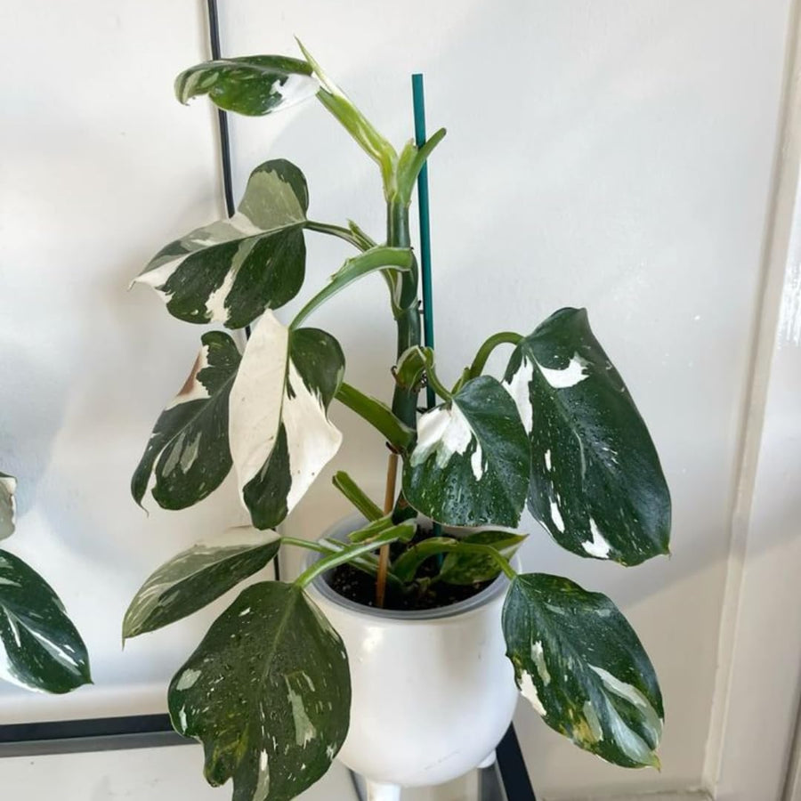 Set of 2 Live White Green Philodendron Plants in 4 Inch Pots, Tropical Indoor Houseplants with Variegated Foliage, Ready to Grow