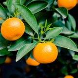 Live Tangerine Tree Plant, Sweet Tangerine Fruit Tree, Citrus Tree, 3 Feet Tall, Ready for Growing