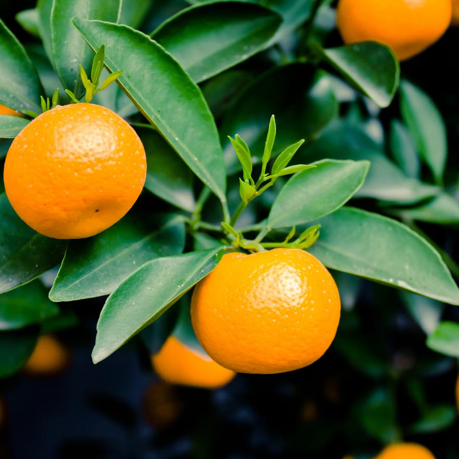 Live Tangerine Tree Plant, Sweet Tangerine Fruit Tree, Citrus Tree, 3 Feet Tall, Ready for Growing