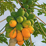 Dwaft Papaya Tree Live Plant 8 to 12 Inc Tall in Gallon Pot, Well-Rooted Fresh Fruit Plant Tropical Zones 9-11, No CA