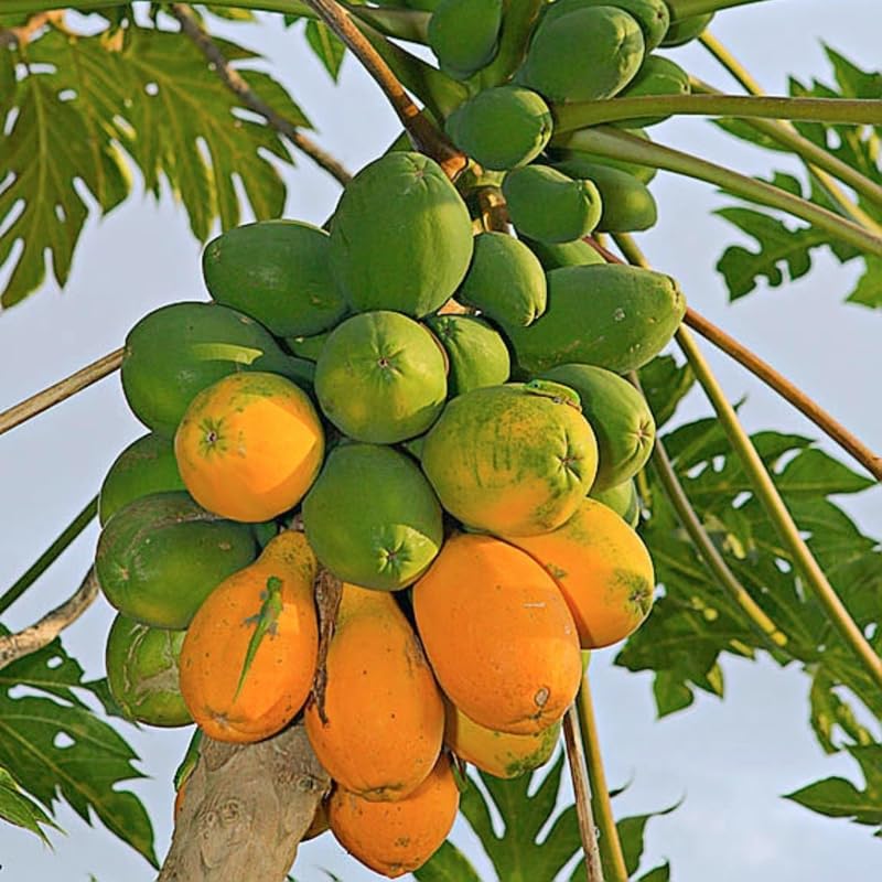 Dwaft Papaya Tree Live Plant 8 to 12 Inc Tall in Gallon Pot, Well-Rooted Fresh Fruit Plant Tropical Zones 9-11, No CA