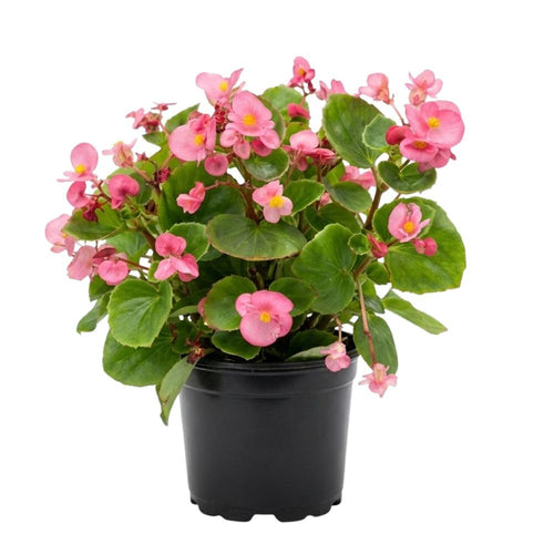 Pink Begonia Live Plant, 3–6 Inch Tall, 4” Pot, Ornamental Foliage Begonia Plant, Colorful Indoor Houseplant for Home and Office Decor