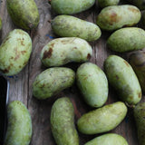 Pawpaw Tree Live Plant, Paw Paw Plant Live for Gardening, Fruit Gardening, Quart Potted