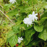 2 Maid of Orlean Jasmine Plants Live, Live Jasmine Plants, Sambac Jasmine Live Plants, 4 to 6 Inc Long, Jasmine Live Plants for Grow Garden