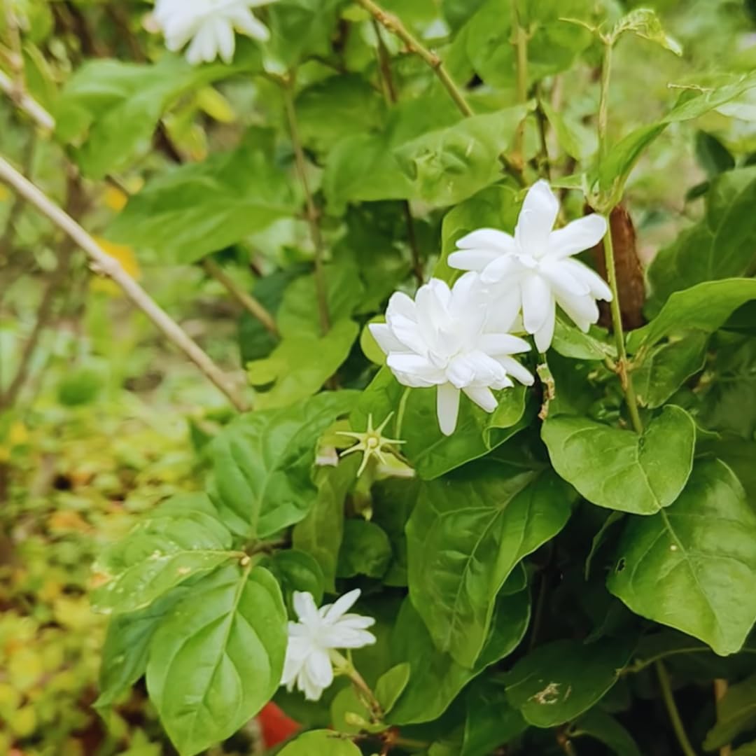 2 Maid of Orlean Jasmine Plants Live, Live Jasmine Plants, Sambac Jasmine Live Plants, 4 to 6 Inc Long, Jasmine Live Plants for Grow Garden