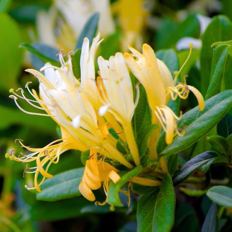Honeysuckle Vine Live Plant, 6-7" Tall Starter, Climbing Honeysuckle Flowering Vine for Outdoor Garden, Trellis, Fence, or Landscape