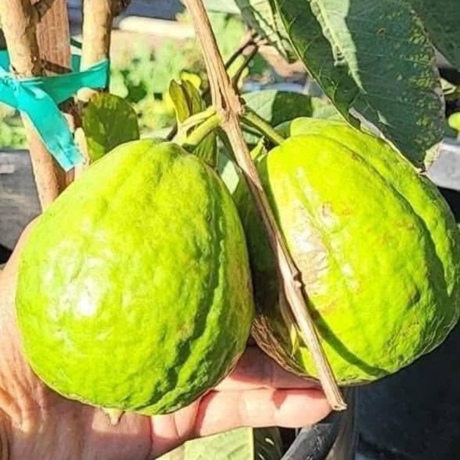 Sweet White Guava Tree Live Plant, 8-10" in Tall Tropical Fruit Tree, Zones 9-11 for Outdoor Indoor Planting