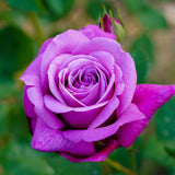 Purple Climbing Rose Live Plant, Fragrant Rose Bush Ready to Plants, Zone 5 to 9, Size 5 to 7 Inches and Bare Root