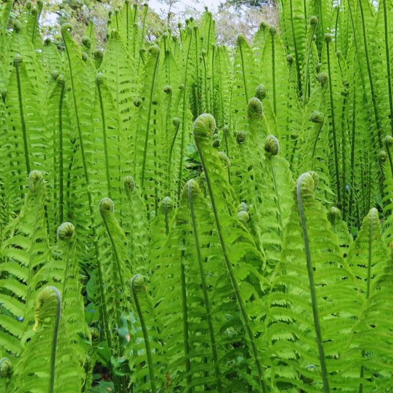 10 Fern Live Plants, Live Fern Plants, Lady Ferns Bare Roots, Fern Plant, Fern Starter Plant for Growing Indoor