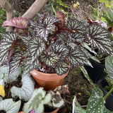 Combo 4 Begonias Houseplant Live Indoor, Summer Begonia Maculata Live Plant, Begonias Live Plants Outdoor, 4 to 8 Inc Tall