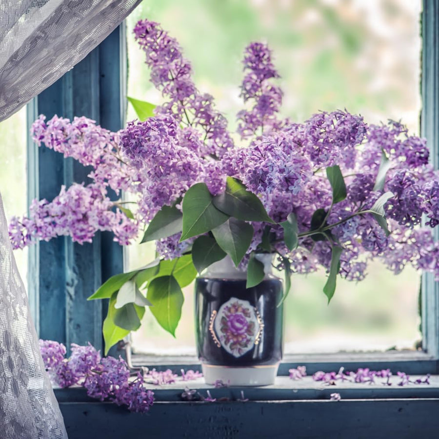 3 Purple Lilac Trees Live Plants, 1-2 Feet Tall, Bareroots, Reblooming Lilac Plant Live for Planting, Fragrant Flowers Bush Ready to Grow, No Leaves
