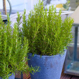 Set 2 Rosemary Plants Live 4-6'' Tall, Upright Rosemary Herb Plants, Container and Garden Planting